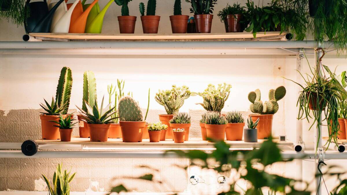 Plantas pequenas, Plantas, Jardim