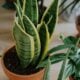 7 plantas que você precisa regar somente uma vez a cada 30 dias