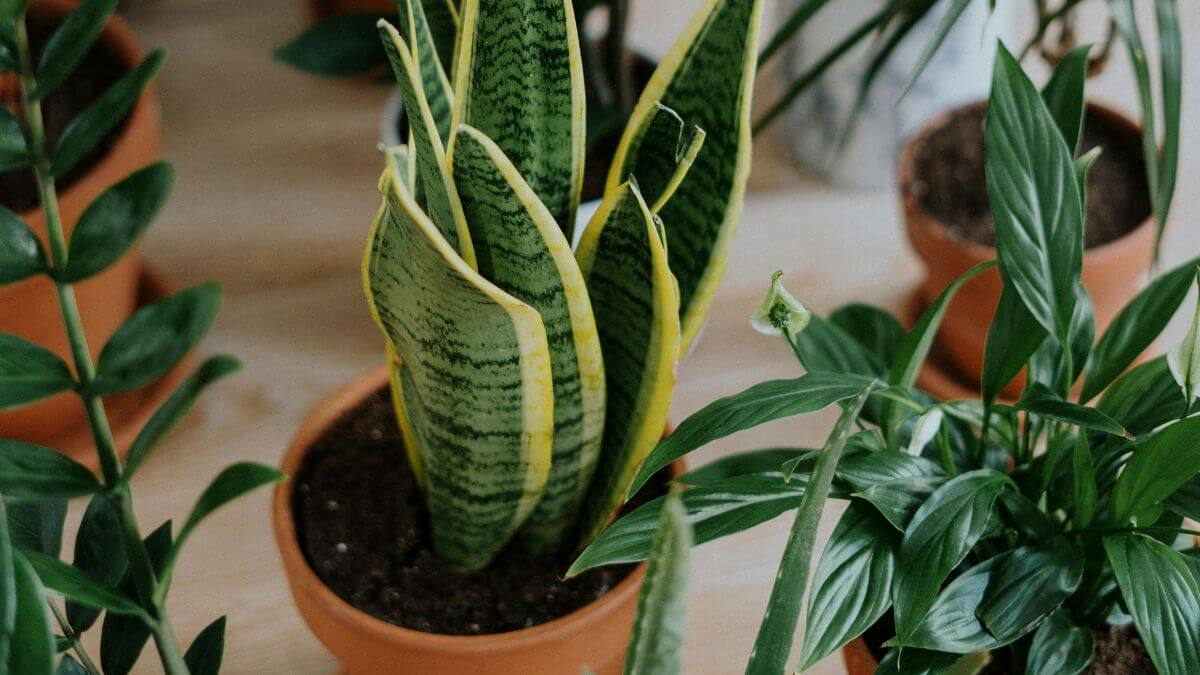 Plantas que você pode regar somente uma vez por mês, Plantas, Rega