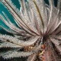 Ciência descobre animal que tem 20 braços e vive na Antártida