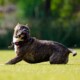 O que significa quando o cachorro fica correndo atrás do rabo?