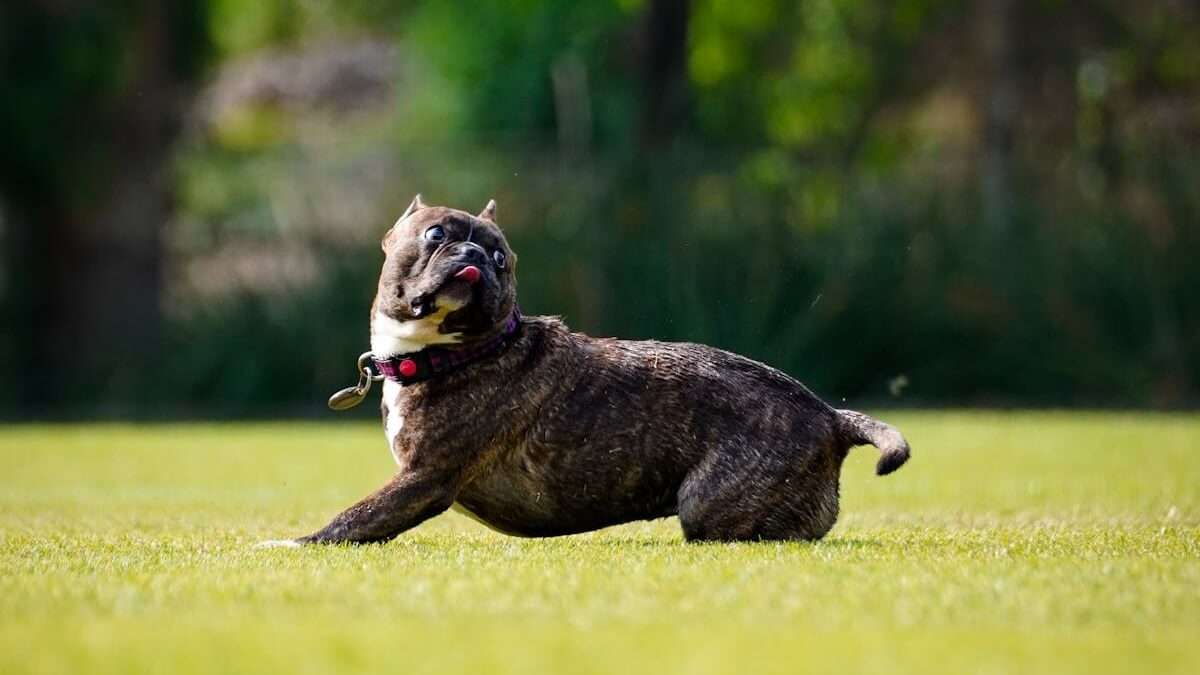O que significa quando o cachorro fica correndo atrás do rabo? O que significa quando o cachorro fica correndo atrás do rabo?