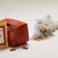 Ciência: 10 coisas que os cães mais gostam de assistir na TV