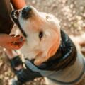 Por que os cachorros têm a mania de cheirar a virilha das pessoas?