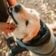 Por que os cachorros têm a mania de cheirar a virilha das pessoas?