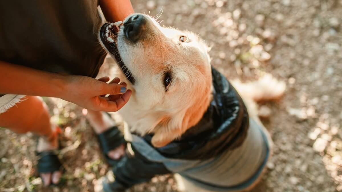 Por que os cães cheiram as partes íntimas das pessoas