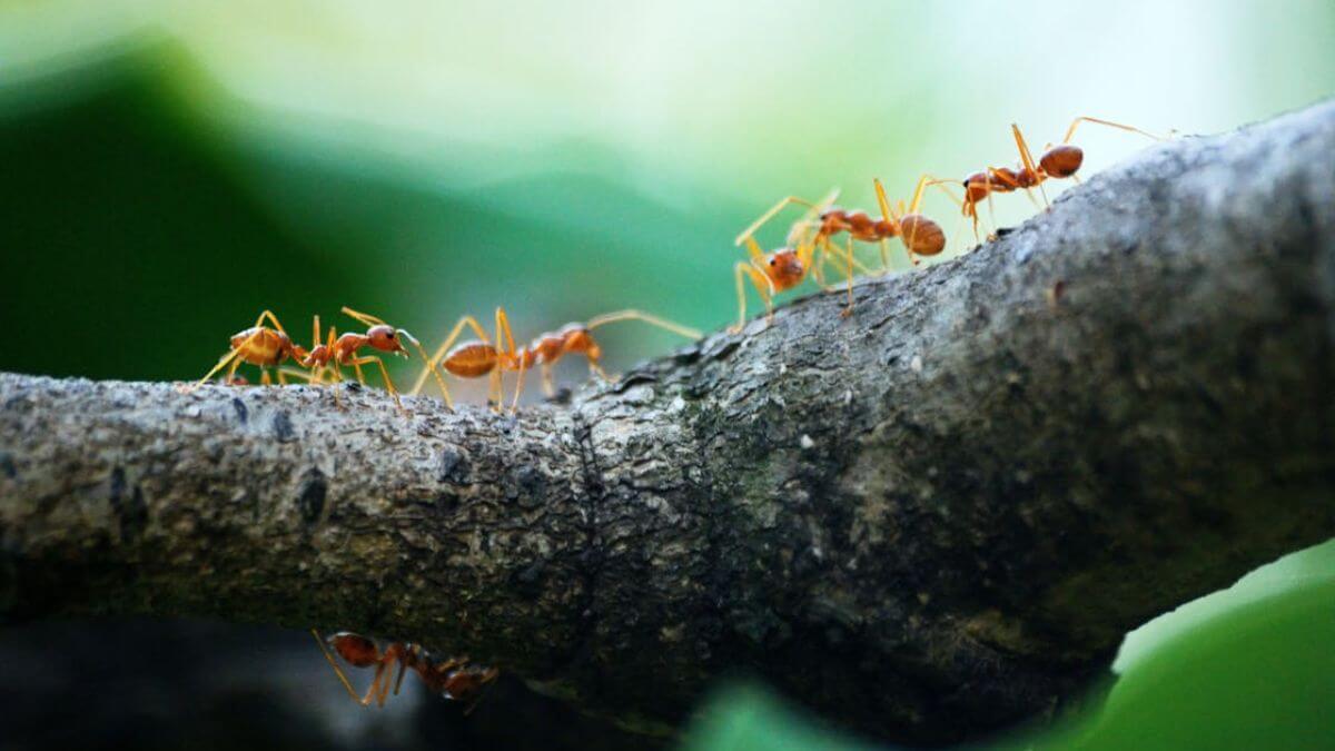 coletivo de formiga, coletivo de formiga formigueiro, coletivo de formiga correição, formiga coletivo, formiga substantivo coletivo