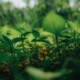Bosque ou floresta? Qual é o coletivo correto de plantas?