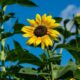 4 flores que atraem proteção espiritual, conforme o misticismo