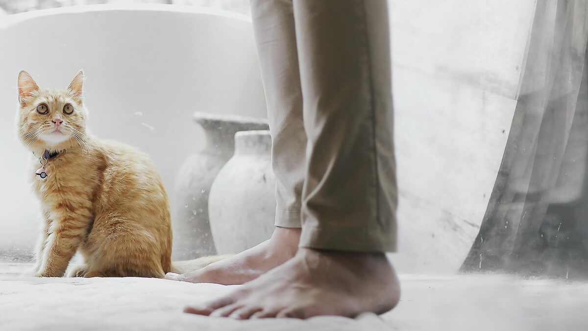 O que significa o gato ficar te seguindo, por que meu gato me segue pela casa, o que significa quando o gato fica seguindo o dono, o que significa quando um gato desconhecido te segue.