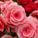 7 plantas extraordinárias que florescem na estação fria do ano