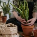 Versáteis: 7 plantas que prosperam tanto no frio quanto no calor