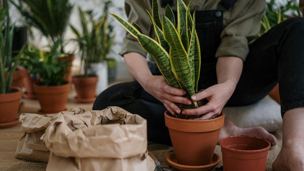Plantas que prosperam no frio e no calor, Plantas, Frio