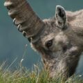 O único animal que foi extinto duas vezes