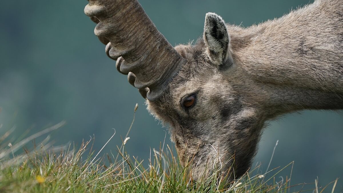 Qual animal foi extinto duas vezes, qual foi o maior animal do mundo que já foi extinto, quais são 5 animais extintos, qual é o bicho que já foi extinto e clonado.