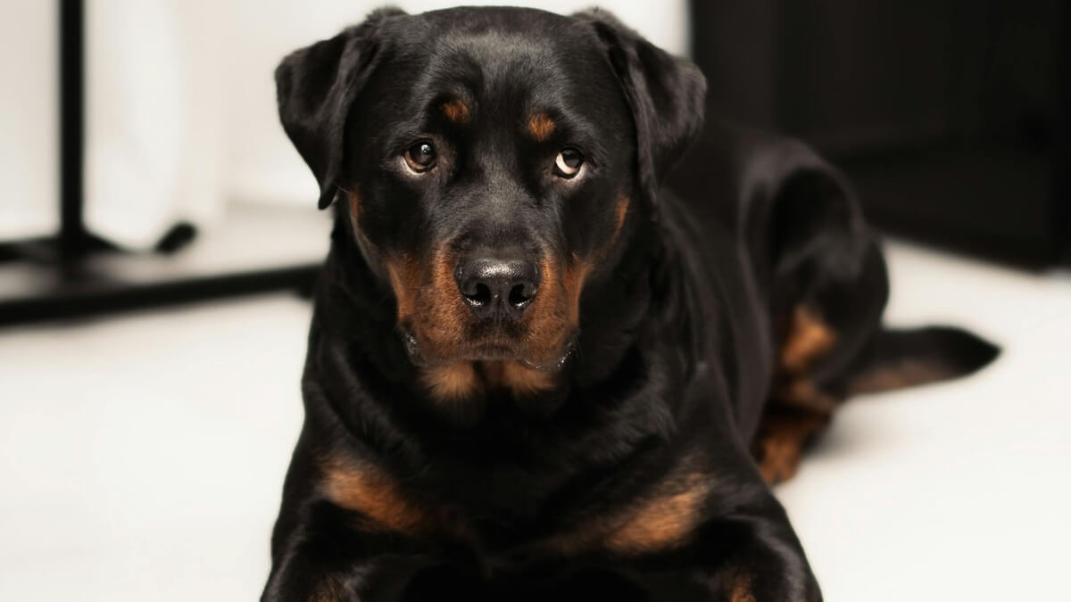Como saber se o cachorro está magoado, como saber se meu cachorro está chateado comigo, o que fazer quando o cachorro está magoado, o que o cachorro sente quando brigamos com ele.