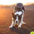 Cachorro se espreguiça ao te ‘cumprimentar’? Veja o significado