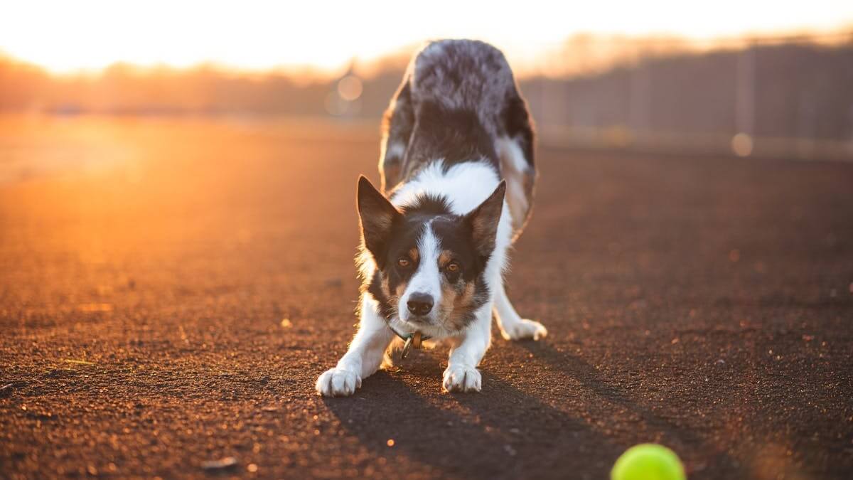 O que significa quando o cachorro se espreguiça para você