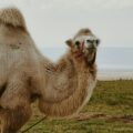 Não é água: o que os camelos armazenam em suas corcovas?