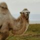 Não é água: o que os camelos armazenam em suas corcovas?