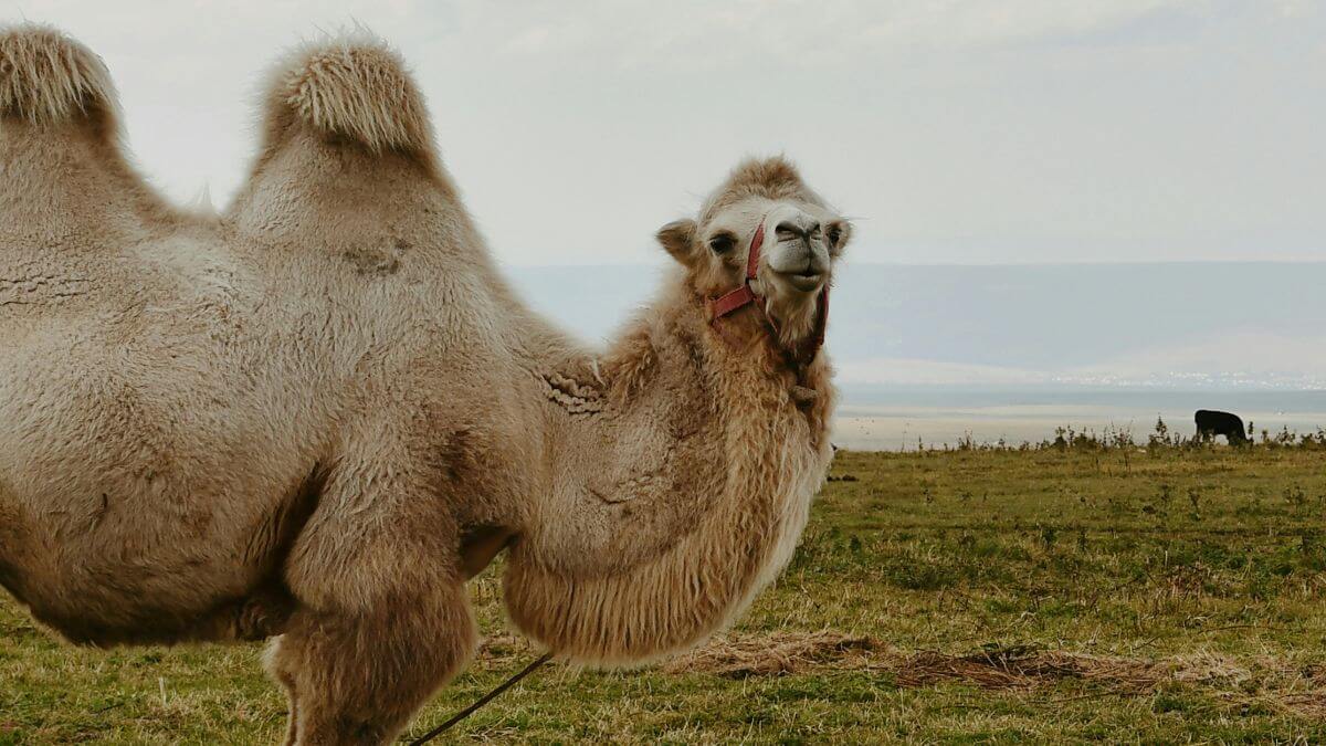 Camelos, Corcovas, Água