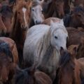 Pouca gente sabe qual é o coletivo de cavalos – E você?
