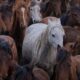 Pouca gente sabe qual é o coletivo de cavalos – E você?