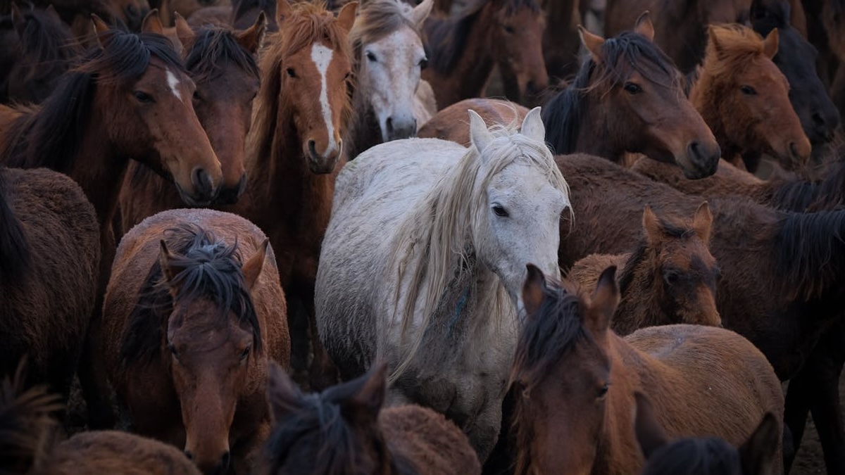 Qual é o coletivo de cavalos?
