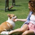 O carinho favorito dos cachorros, de acordo com a ciência