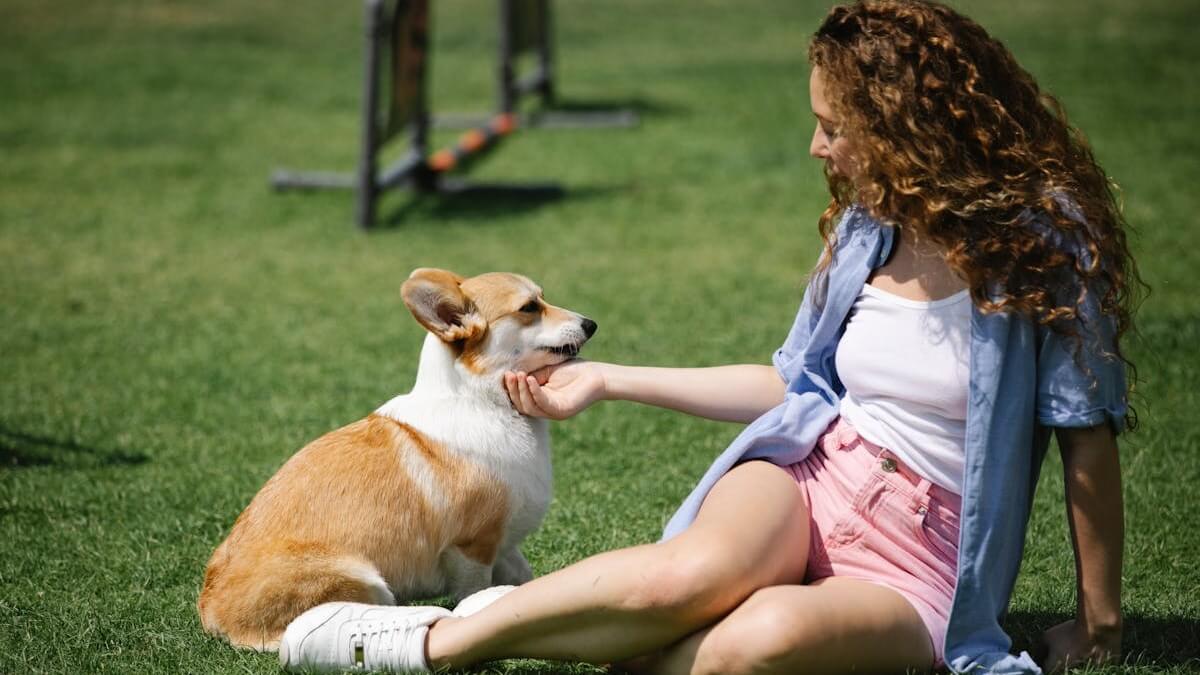 Qual o melhor lugar para acariciar um cachorro, onde deve fazer carinho no cachorro, qual local o cachorro gosta de carinho, qual é a parte que o cachorro mais gosta de carinho.