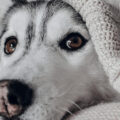 Tá frio? O melhor lugar para seu cachorro dormir, segundo a ciência