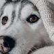 Tá frio? O melhor lugar para seu cachorro dormir, segundo a ciência