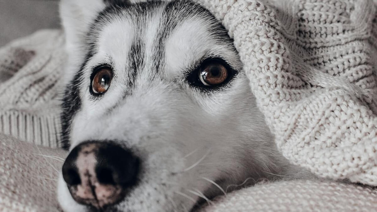 Qual o melhor lugar da casa para o cachorro dormir, onde meu cachorro deve dormir, onde colocar o cachorro para dormir, o cachorro prefere dormir no escuro ou no claro.