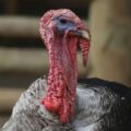 Por que não é comum comer ovos de peru? Existe uma razão