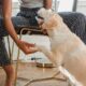 Como pedir perdão pro cachorro ao pisar na pata, segundo a ciência