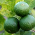 Só existe um plural correto para “limão” e nem todo mundo sabe