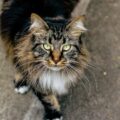 A raça de gato mais fofa do mundo, segundo a ciência