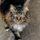 A raça de gato mais fofa do mundo, segundo a ciência