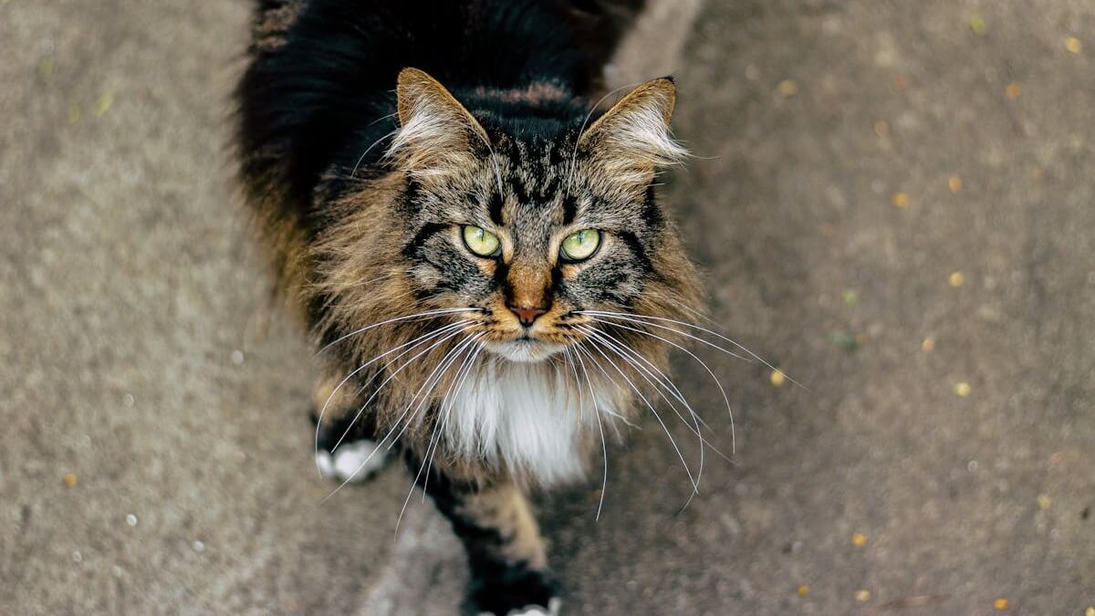 Qual é a raça de gato mais fofa, qual é o gato mais fofo do planeta, qual o gato mais carinhoso do mundo, qual a raça mais fofa do mundo.
