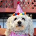 O que significa tratar animal de estimação como se fosse filho?