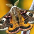 O que significa receber a visita de uma mariposa em casa?