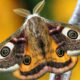 O que significa receber a visita de uma mariposa em casa?