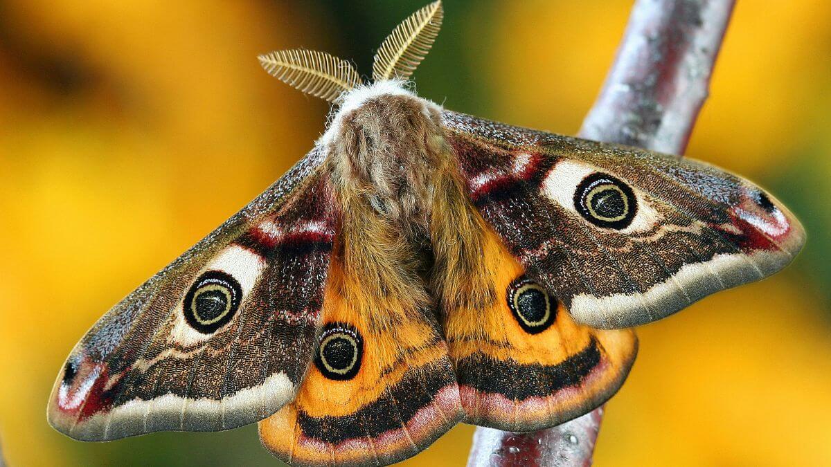Visita de uma mariposa, Mariposa, Misticismo