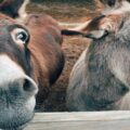 Você sabe qual é o coletivo de burros? Quase ninguém acerta