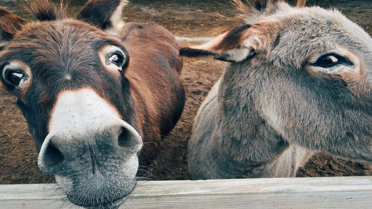 Qual é o coletivo de burros?