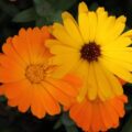 A flor que afasta baratas e ainda embeleza qualquer ambiente