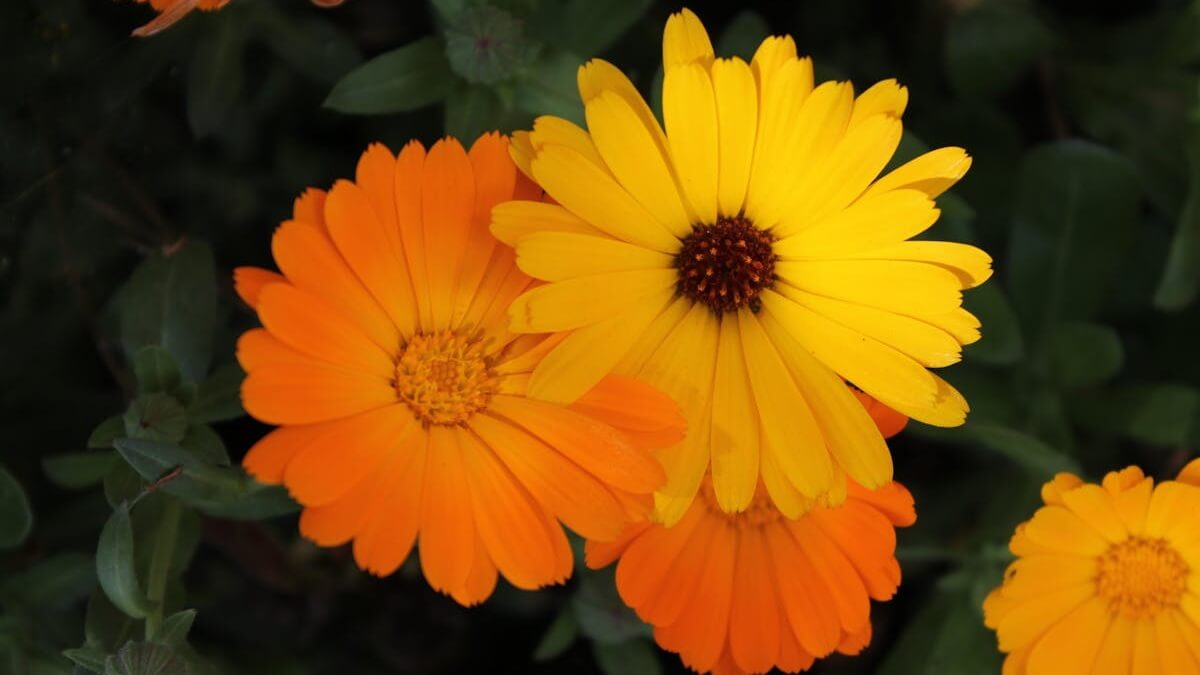 Qual flor espanta baratas, quais são 5 plantas que afastam baratas, qual planta as baratas odeiam, qual cheiro afasta baratas.