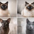 As 12 raças de gatos que vivem mais tempo, segundo estudo