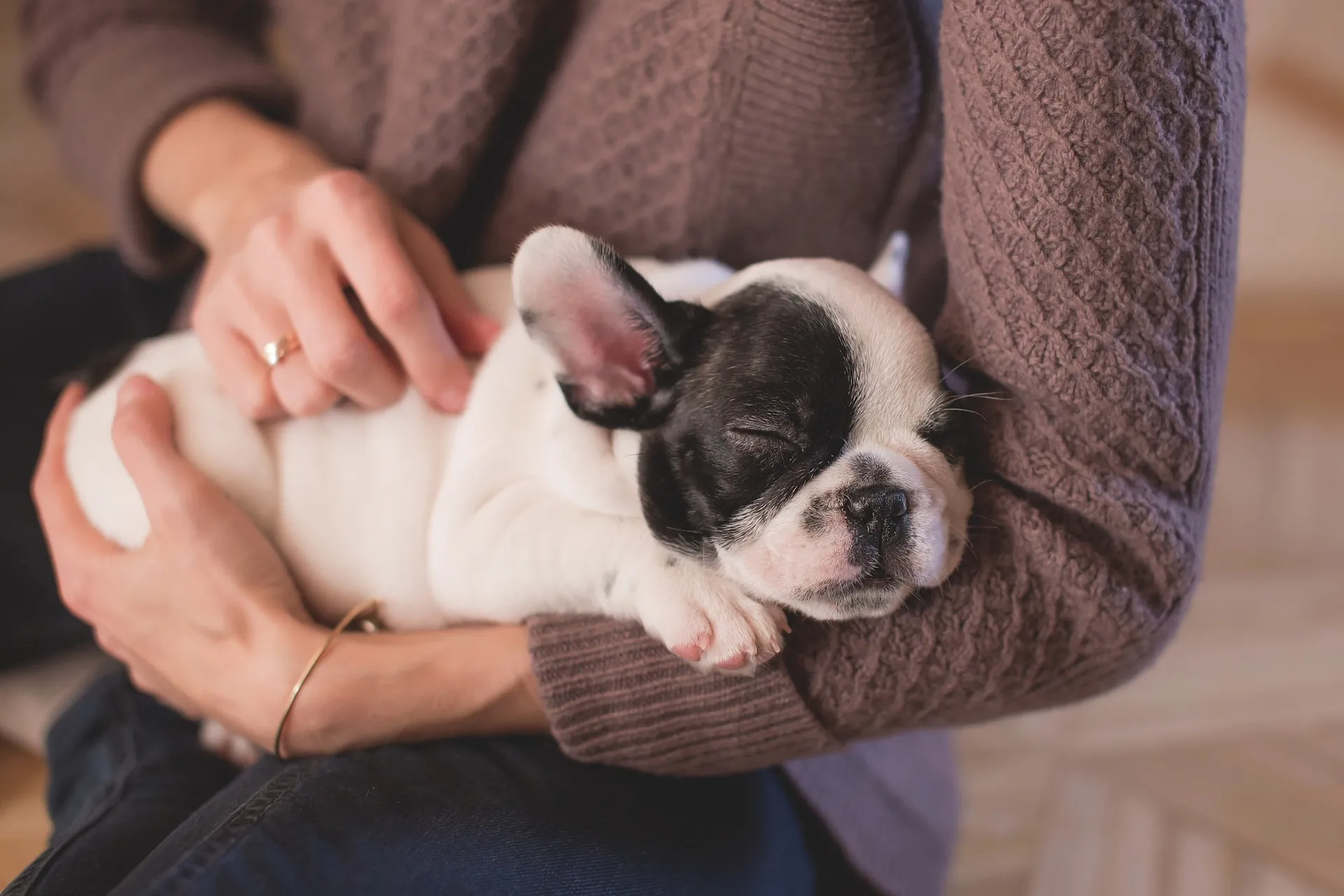 Esta é a raça de cachorro mais pesquisada no Google, Qual é a raça de cachorro mais procurada, Qual é o cachorro mais conhecido, Qual raça de cachorro tem mais no Brasil, Qual a raça de cachorro da moda.