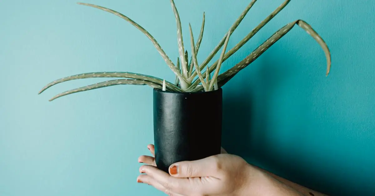 9 plantas para o quarto que ajudam a afastar pesadelos, Quais plantas posso deixar dentro do quarto, Pode pode dormir com o lírio da paz no quarto, Qual é a planta boa para dormir, Qual a melhor planta para ambientes fechados, Qual a melhor planta pro quarto, Quais as plantas que trazem energia positiva.